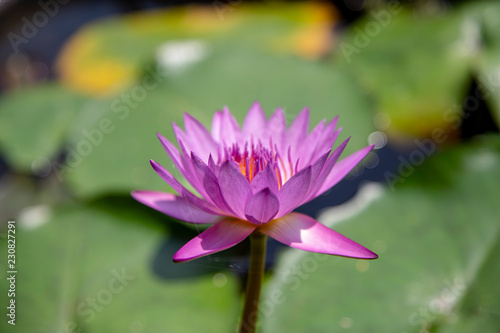 Close up lotus blossom