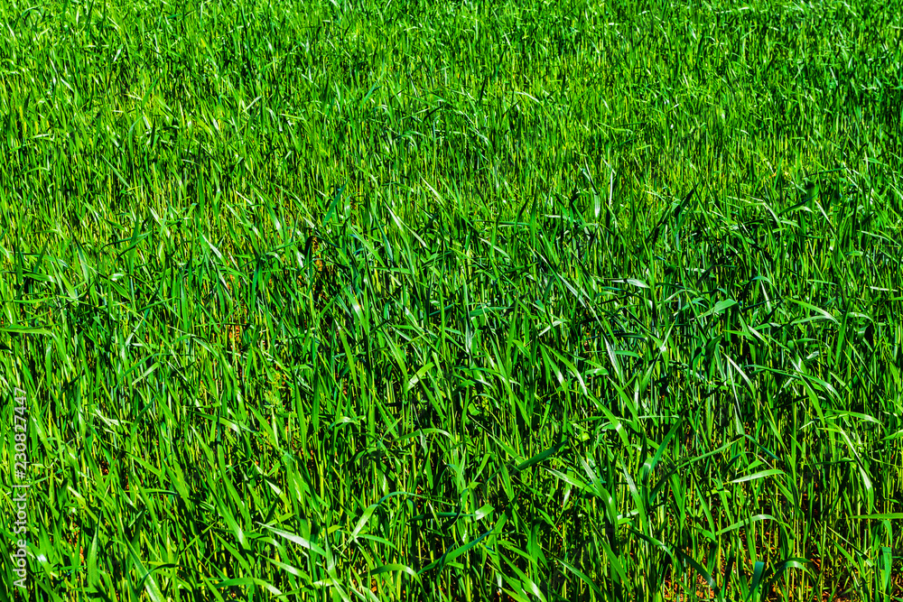 Prato verde Prato verde