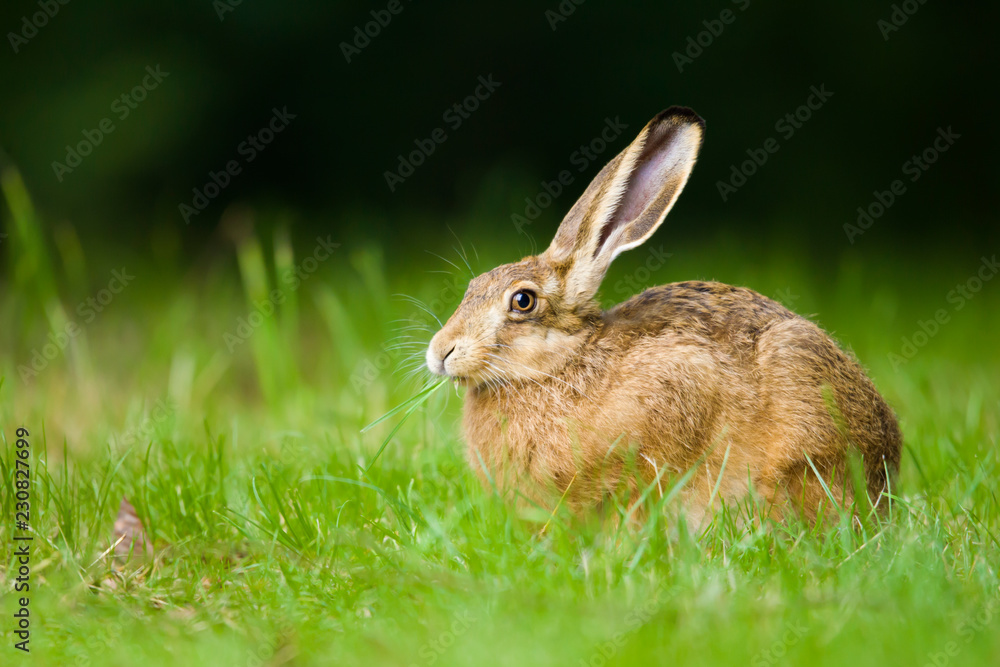 Fototapeta premium European Brown hare in meadow