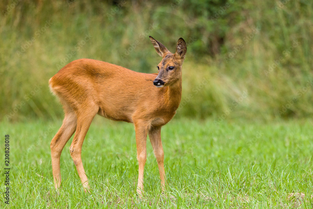 Roe deer in meadow Roe deer in meadow
