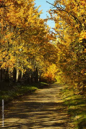 Yellow autumn trees on the alley in the park