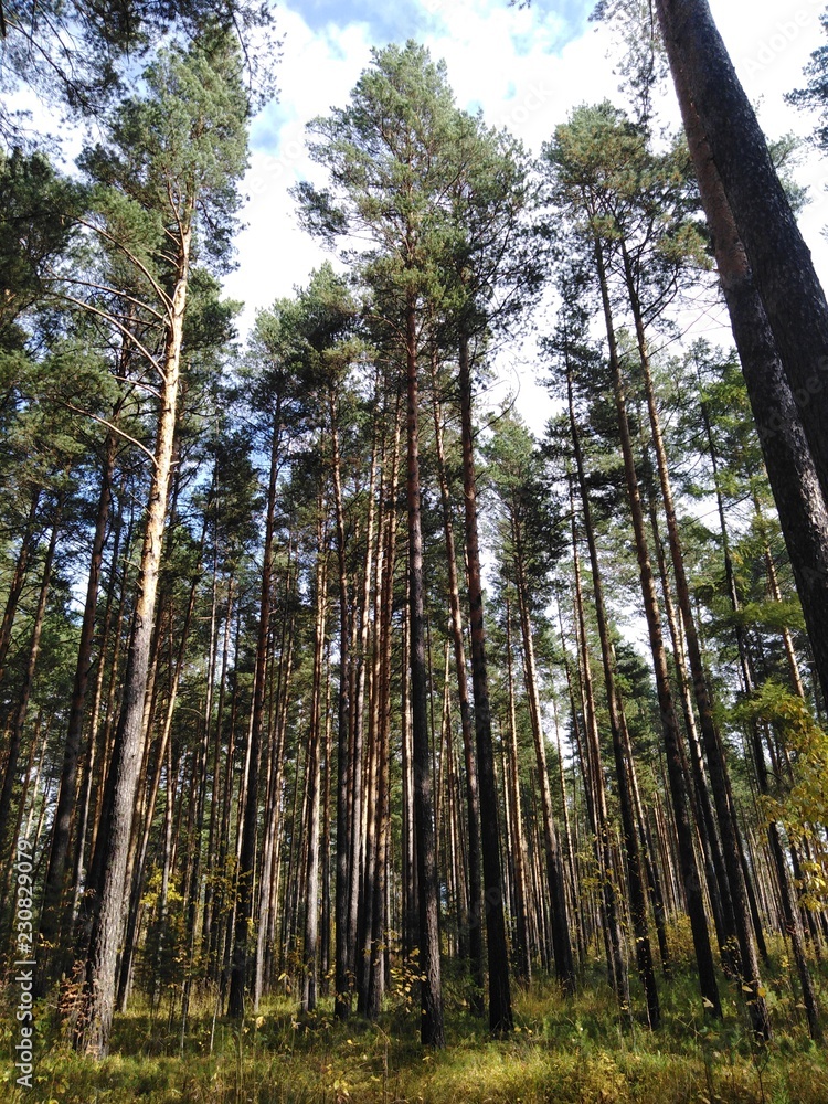 Fototapeta premium trees in forest