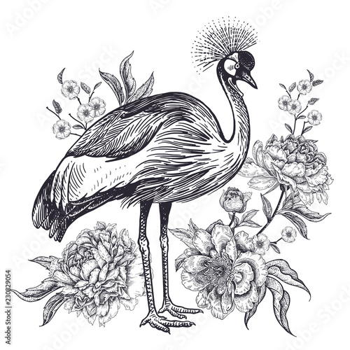 Realistic hand drawing of crowned crane and beautiful peonies isolated on whi...