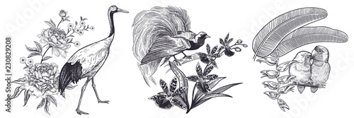 Japanese crane and peonies, bird of paradise and orchid, parrots lovebirds and tropical plants. Vintage.