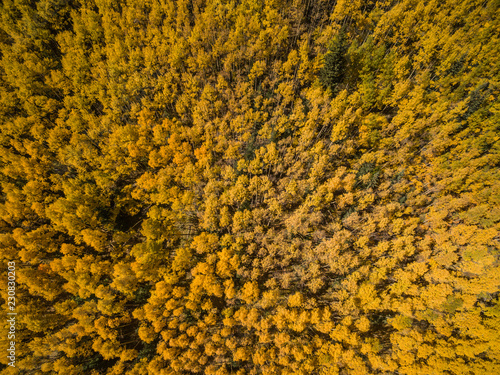 Drone/Aerial photo of beautiful yellow Fall/Autumn Aspen tree leaves. Taken near Breckenridge, Colorado Rocky Mountains. USA