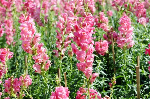 pink snapdragon  flower closeup on a green background. 