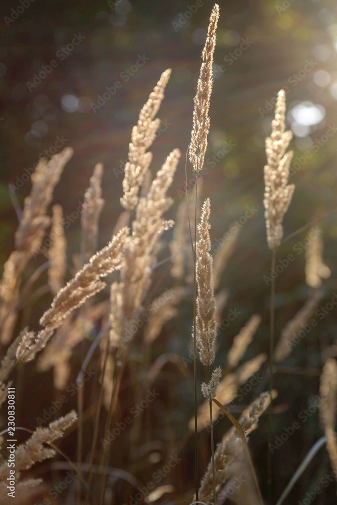 Fototapeta premium sunflare grass background