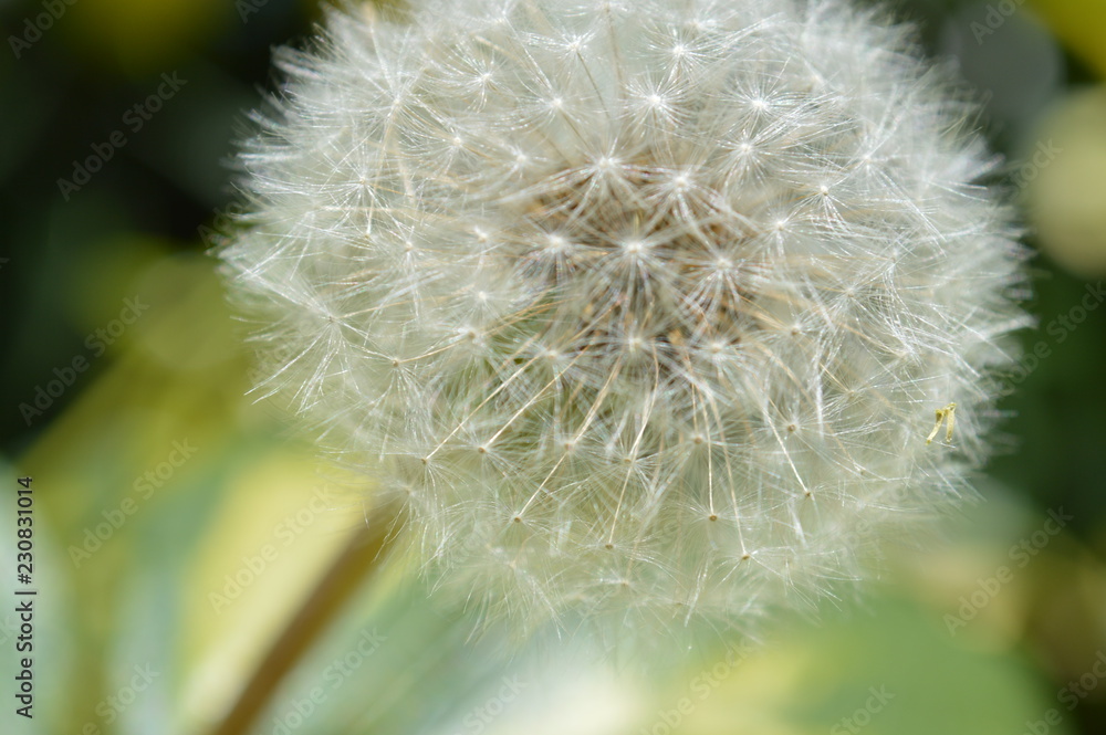 Fototapeta premium Macros