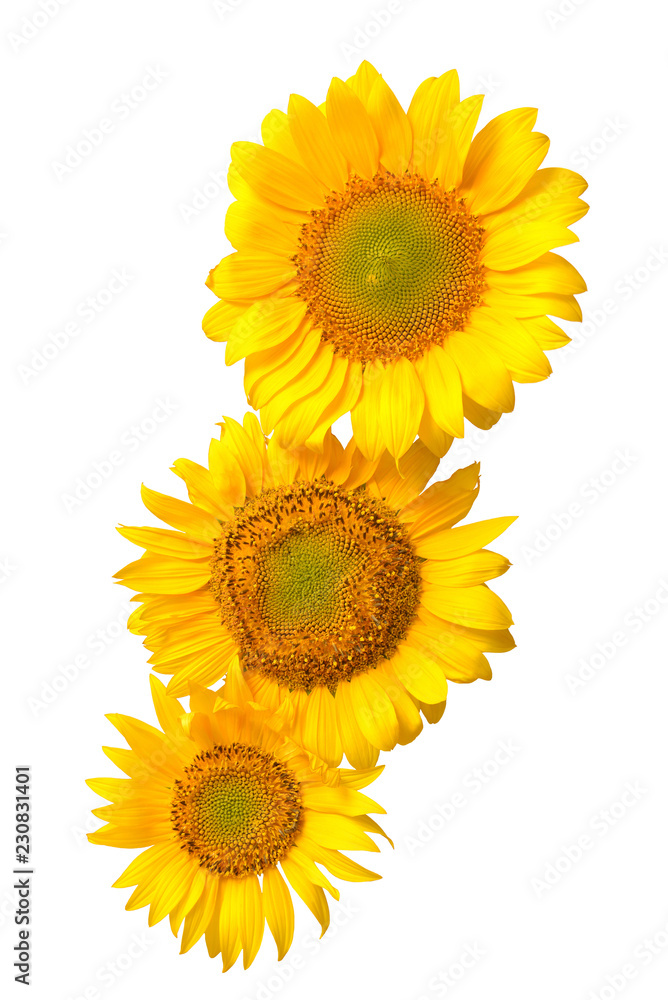Naklejka premium Three sunflowers isolated on white background. Flower bouquet. The seeds and oil. Flat lay, top view
