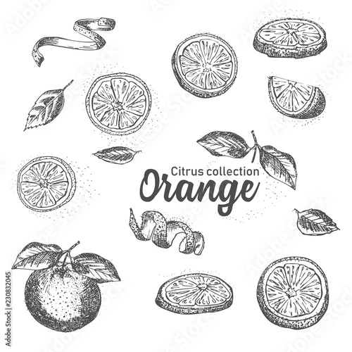 Black and white set of hand drawn tropical citrus fruit. Orange. Ink sketch style. Good idea for templates menu, recipes, greeting cards.