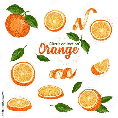 Color set of hand drawn tropical citrus fruit. Orange. Ink sketch style. Good idea for templates menu, recipes, greeting cards.