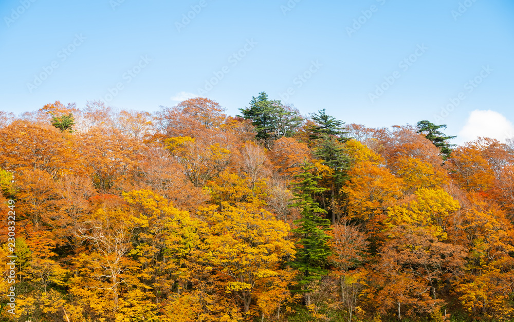Autumn Leaves background with blue sky in sunny day. A wonderful view of The scenery in autumn is before the winter. Autumn leaves in different colors in nature concept.