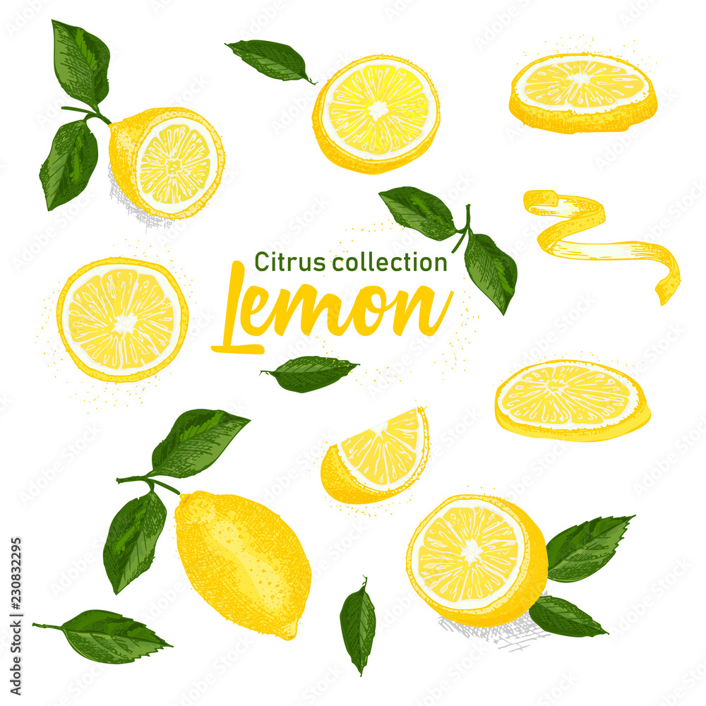 Color set of hand drawn tropical citrus fruit. Lemon. Ink sketch style. Good idea for templates menu, recipes, greeting cards.