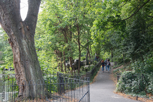 Photography Tree in St Stephens Green Park, Dublin