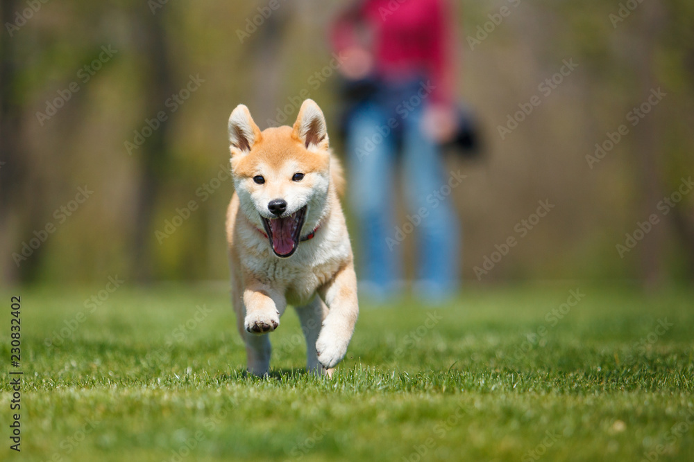 dog running on the grass dog running on the grass