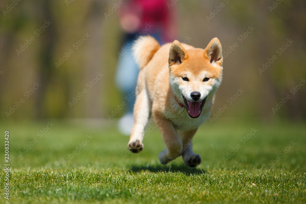 playfull red shiba inu puppy running in the grass