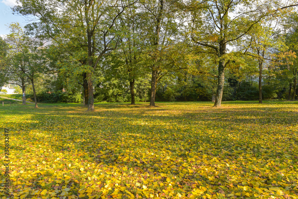 Letto di foglie di betulla gialle in autunno in riva al fiume Letto di foglie di betulla gialle in autunno in riva al fiume