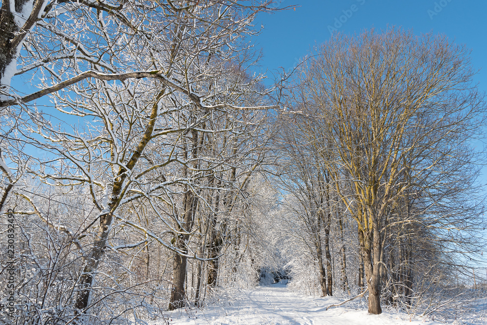 Fototapeta premium Snowy winter landscape.