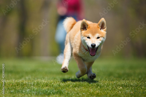 playfull red shiba inu puppy running in the grass