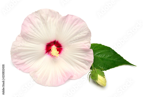 Pink hibiscus flower with bud and leaf isolated on white background. Flat lay, top view