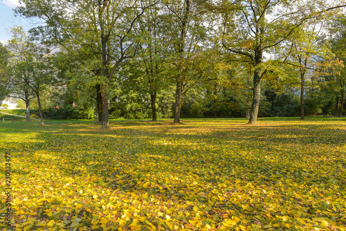 Letto di foglie di betulla gialle in autunno in riva al fiume