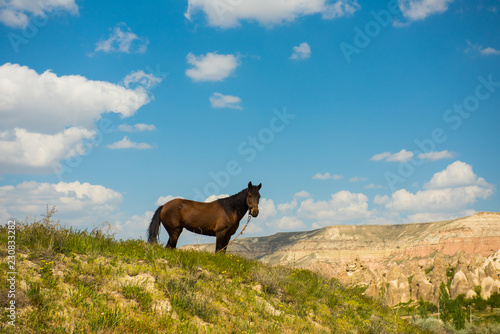 One horse over Cappadocia summer landscape, Turkey © Kotangens