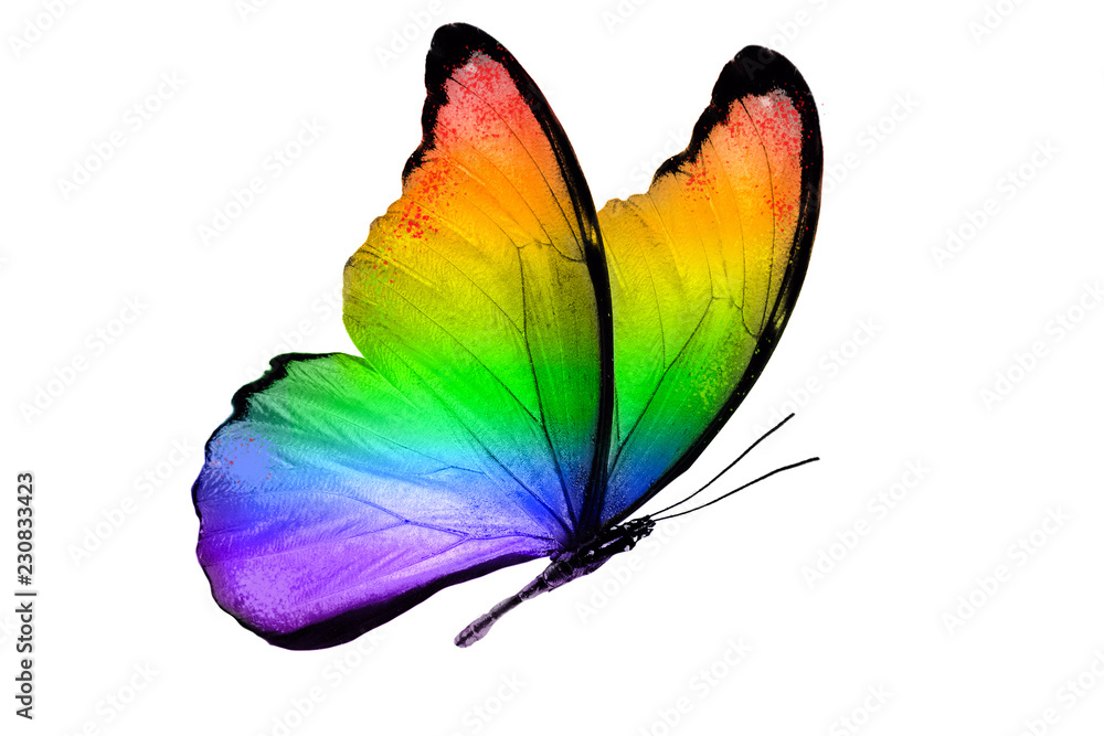 Fototapeta premium piękny motyl multicolor na białym tle