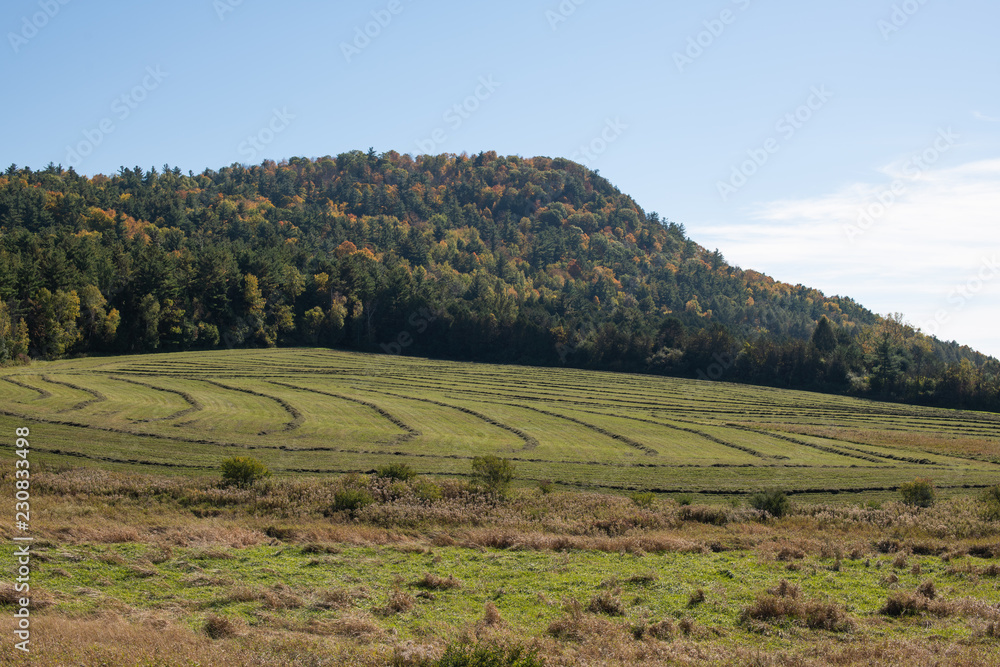 Fototapeta premium Hay Field