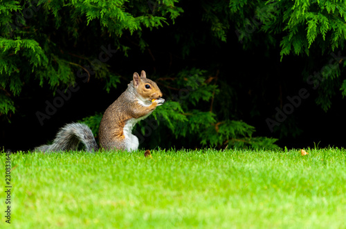 Grey squirrel feeding in a garden with woodland background