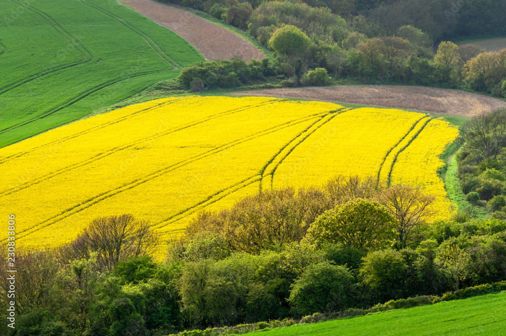 Fototapeta premium Elevated view of a field of rapeseed with tractor tracks