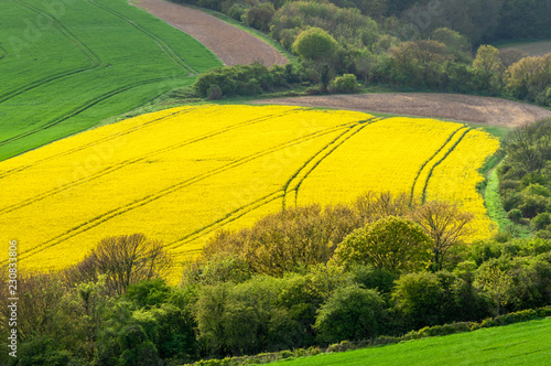 Elevated view of a field of rapeseed with tractor tracks
