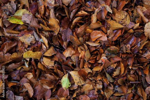 autumn color sheet of leaves on the road © losonsky