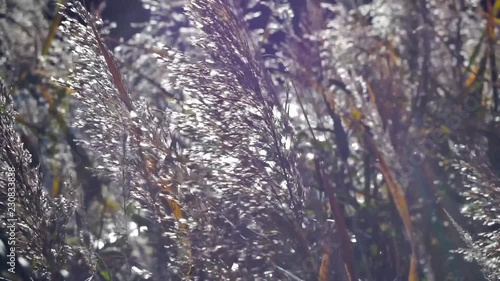 Reeds close-up swinging in the wind on the background of sunlight.