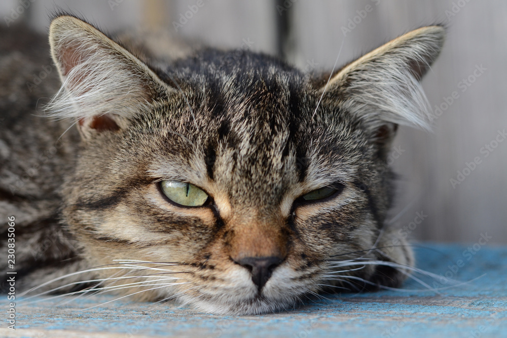 Serious green-eyed tabby cat lies. Serious look of a cat. do not care