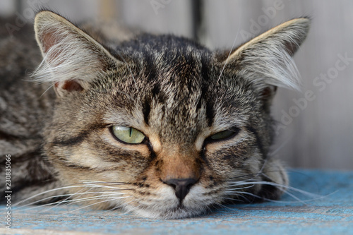 Serious green-eyed tabby cat lies. Serious look of a cat. do not care © HANNA