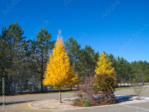 Tamarack Trees in Fall, yellow trees among evergreen pines in parking lot at Lake Itasca State Park, in Minnesota Autumn Scene