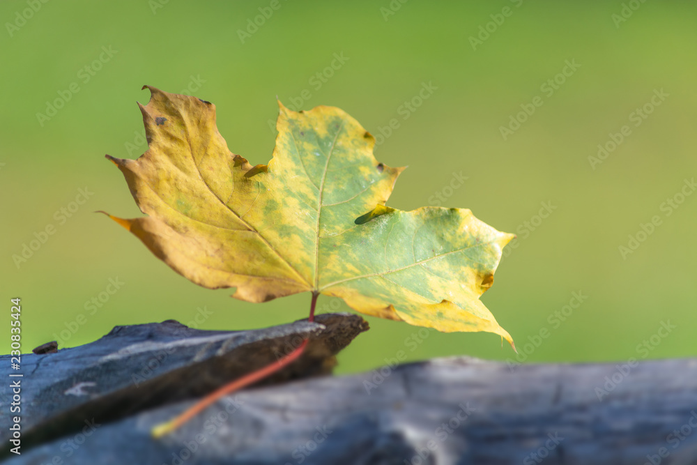 Autumn leaf against a green background glows in the sun Autumn leaf against a green background glows in the sun