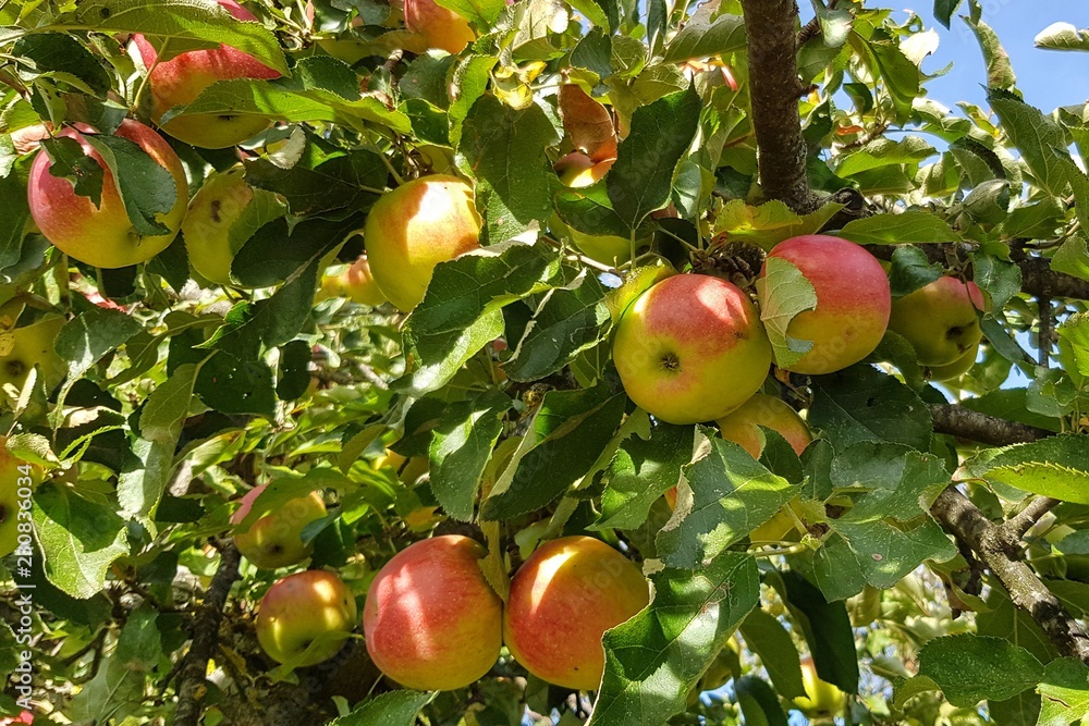 Apfelbaum - BIO-Äpfel