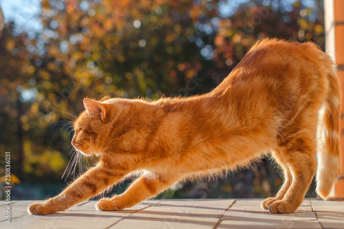 Canvas Print Ginger cat stretches