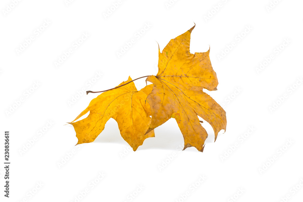 yellow maple leaf isolated on white background yellow maple leaf isolated on white background