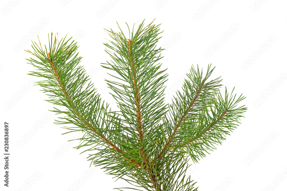 Fir tree branch isolated on a white background Fir tree branch isolated on a white background