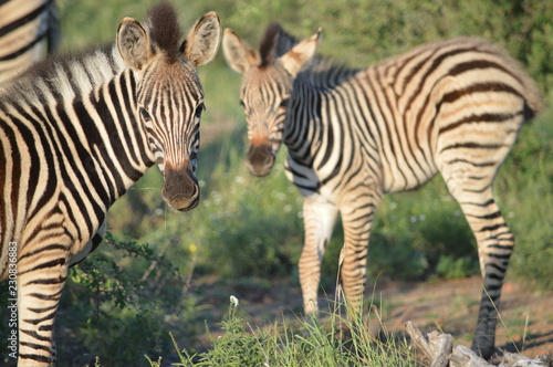 Baby Zebras in Africa