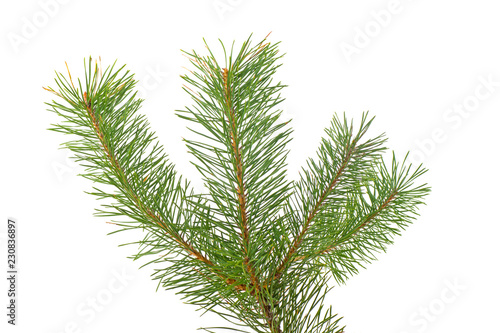 Fir tree branch isolated on a white background