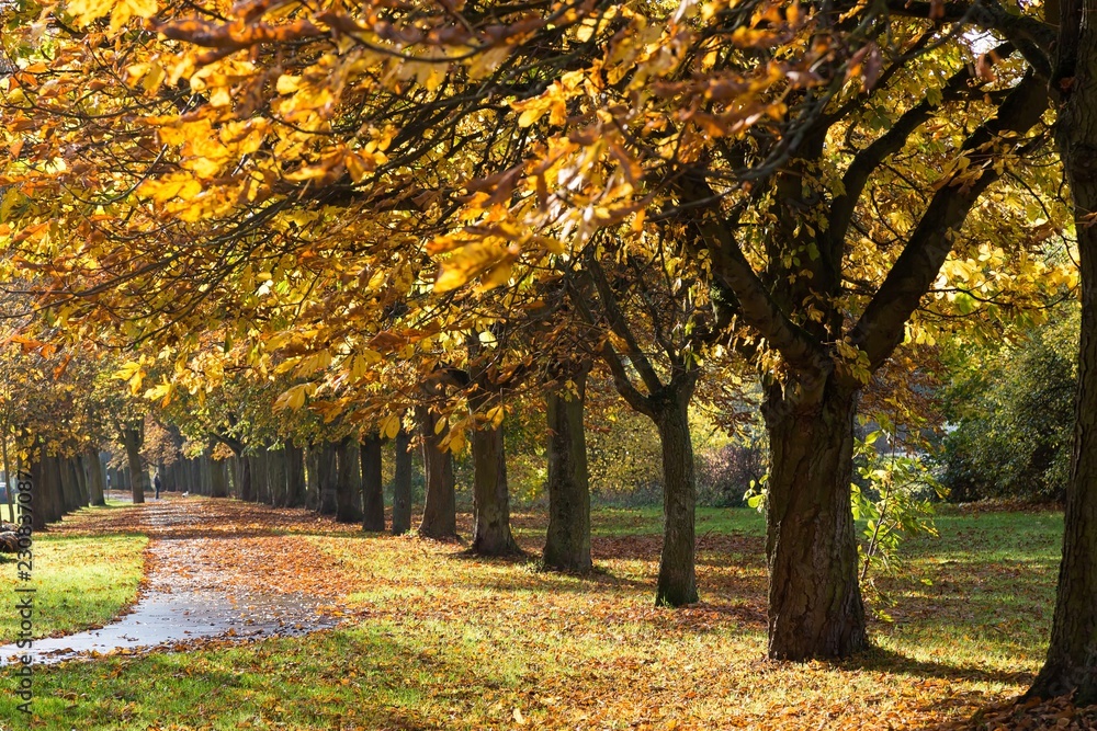 Naklejka premium Herbst Bäume