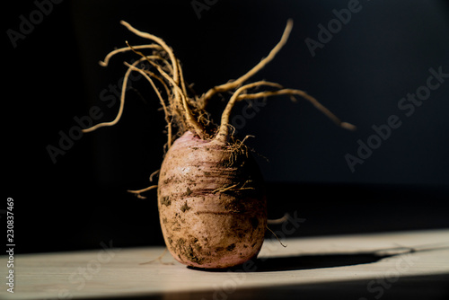 White radish background with roots on the table in light and shade photo