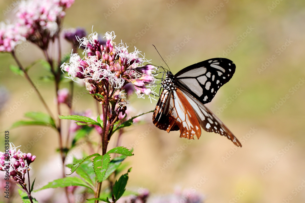 Fototapeta premium アサギマダラ