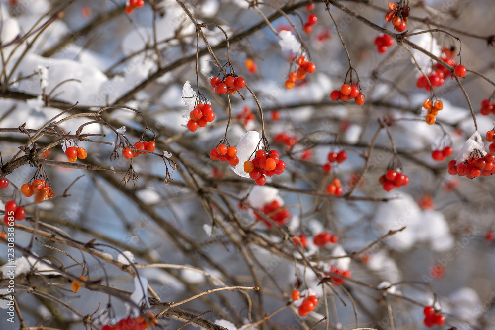 red berries under snow, snow, background, mountain ash, hawthorn