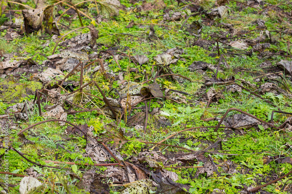 Leaves destroyed by pollution and acid rains. Background, copy space Leaves destroyed by pollution and acid rains. Background, copy space