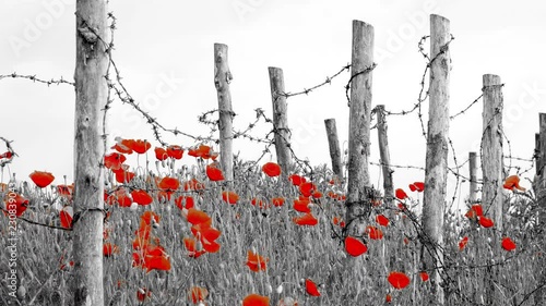 World War One symbol : red flower poppies and barbed wire photo