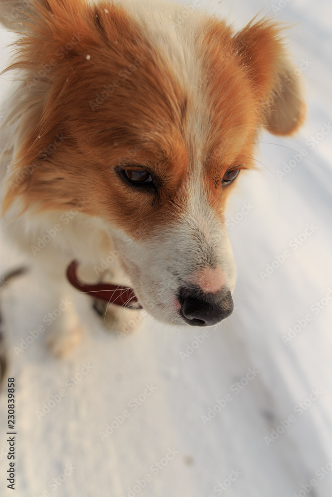 Fototapeta Portrait of dog on snow in winter